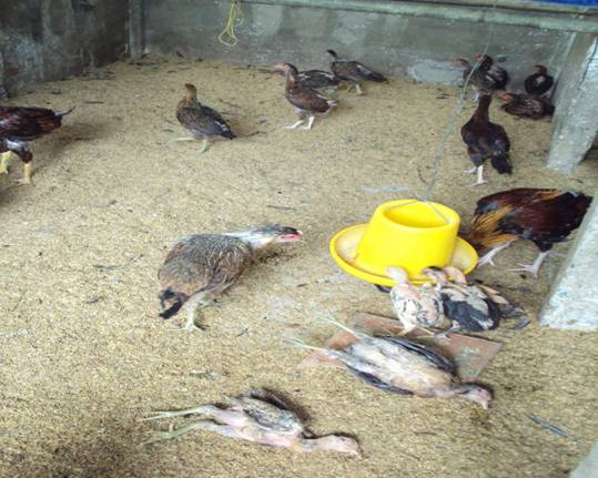 H&igrave;nh ảnh g&agrave; mắc bệnh v&agrave; chết do c&uacute;m A H5N1